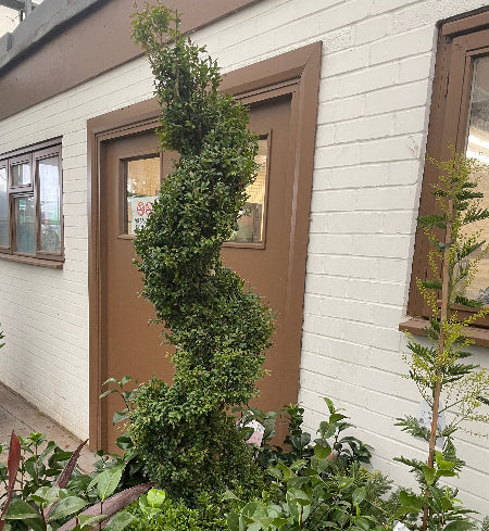 Box spiral in planter with camelia
