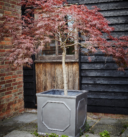 Chelsea Box with Japanese Maple