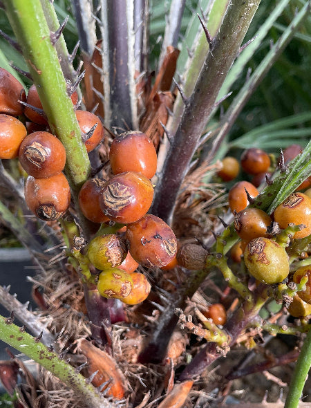 Close up of dates on palm