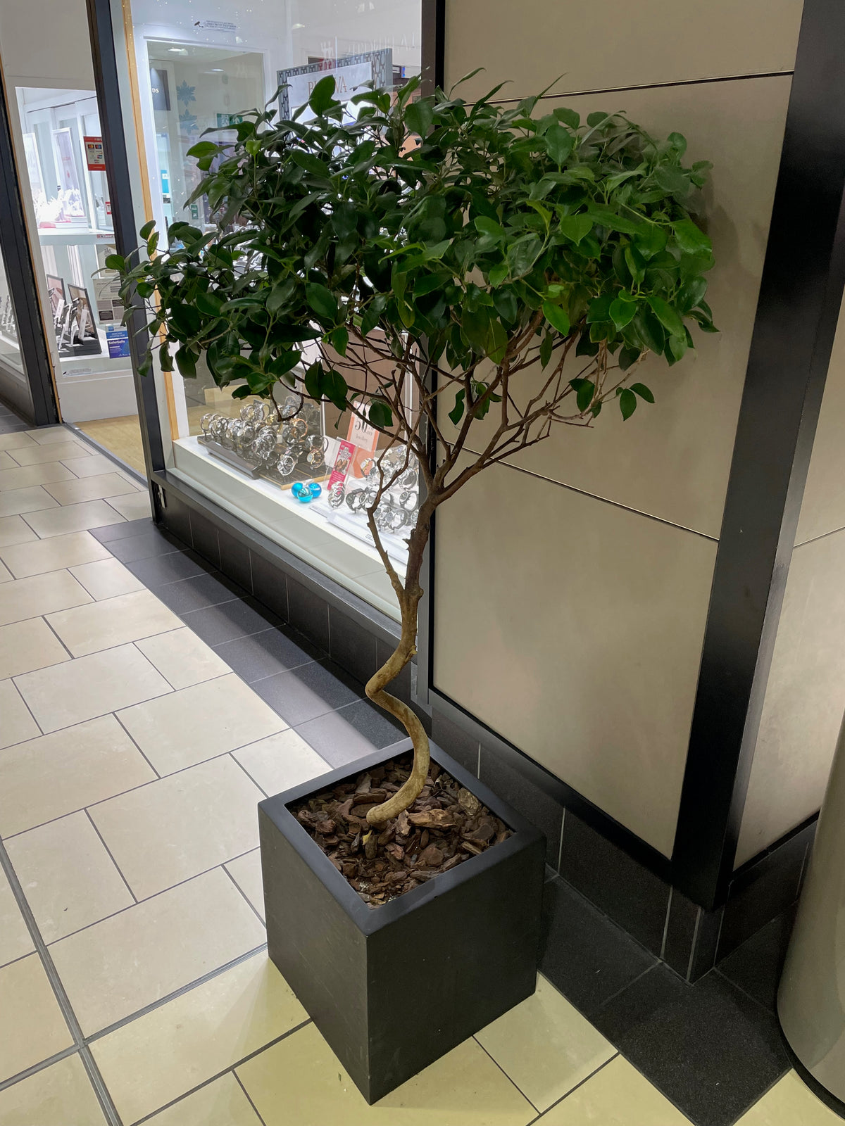 Tree and Planter in Shopping Mall