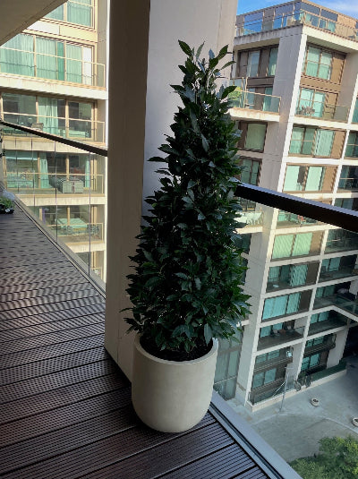 Bay Bush on London Balcony in white planter