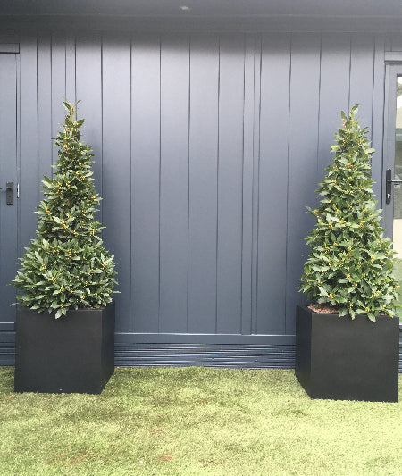 Triangle Bay Trees in Black Planters