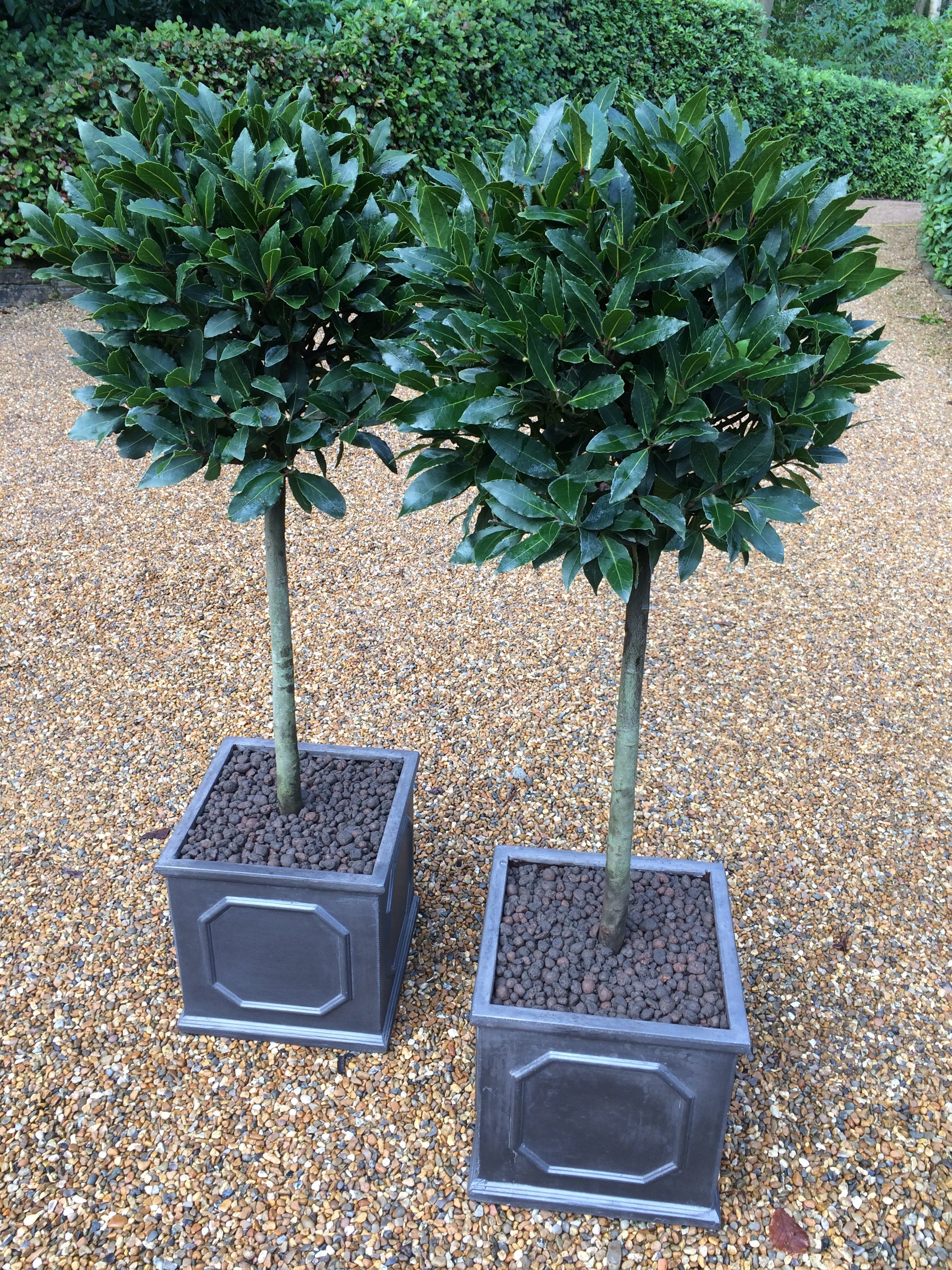 Two Bay Trees in Chelsea Boxes