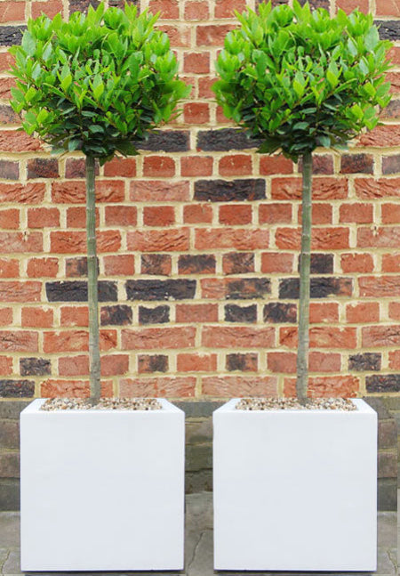 Ready Planted Bay Trees in White Cube Planters