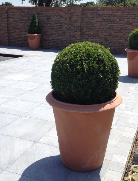 Italian Terracotta Camelia Pots with box balls