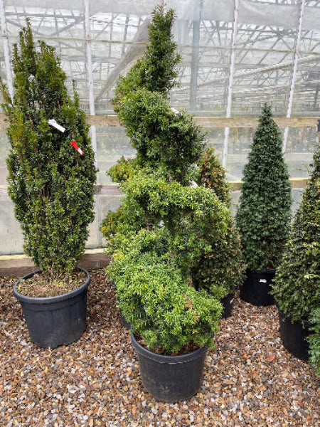 Yew Spiral