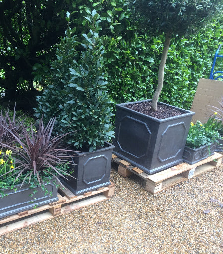 Ready-planted faux lead planters for delivery