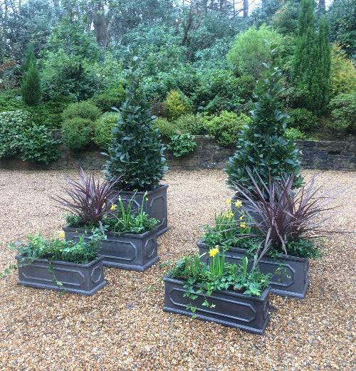 Bay Trees Cordyline and ivy in Chelsea troughs
