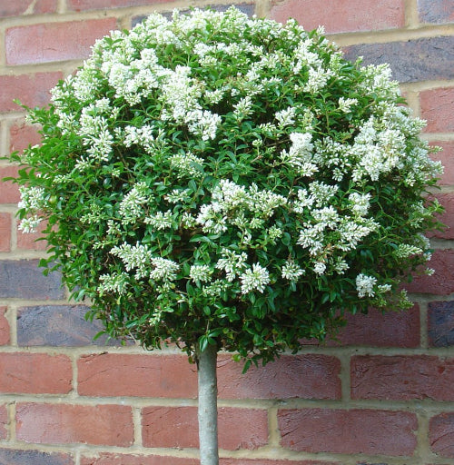 Privet Tree with Flowers