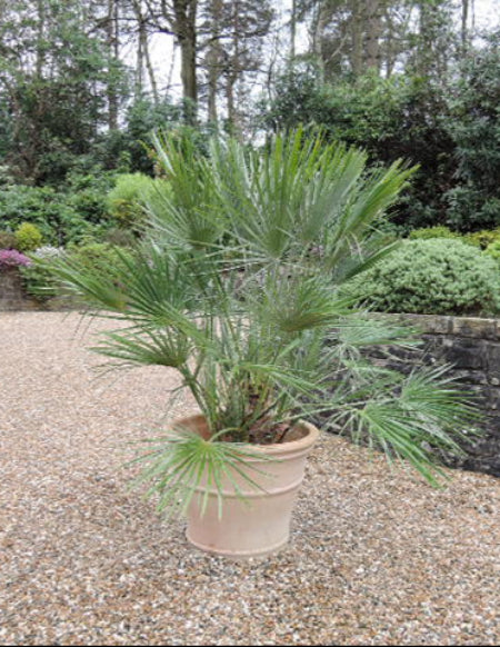 Chusan Palm in Cretan terracotta pot