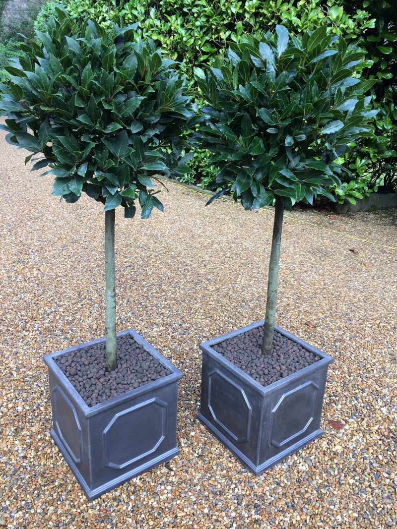 Bay Trees in Faux Lead Clayfibre Chelsea Cubes