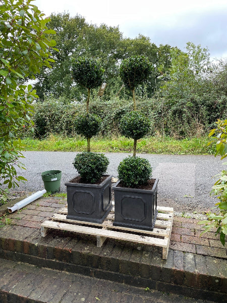 Triple Box ball in chelsea planters