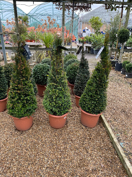 Small Yew Pyramids
