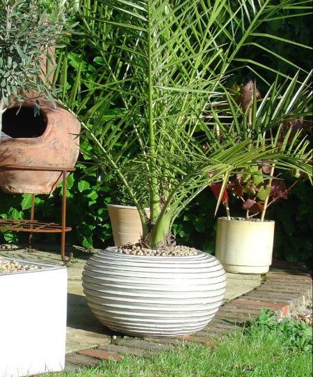 Olive tree and date palm in planters