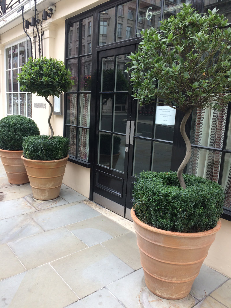 Spiral Bay Tree in Florentine Pot with Box