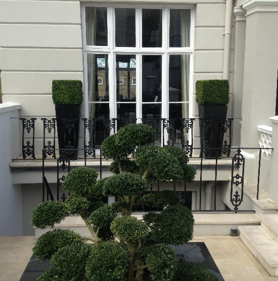 Box Cubes in tall planters