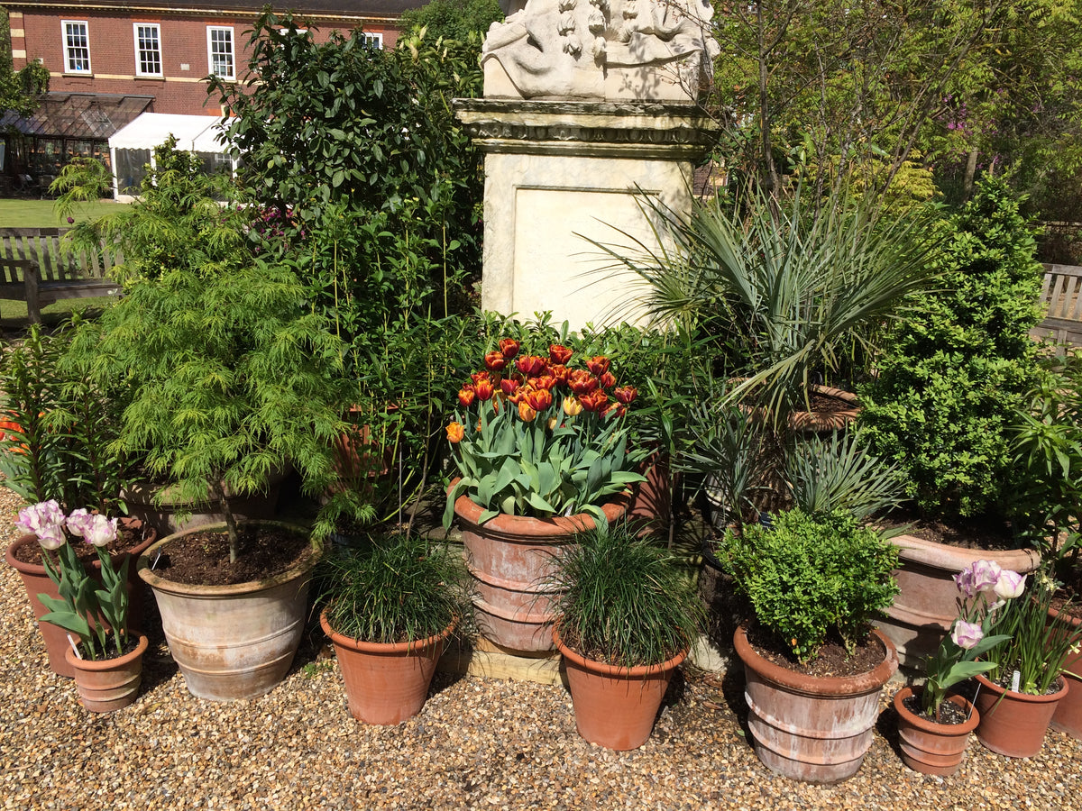 Terracotta Pots with tulips and various