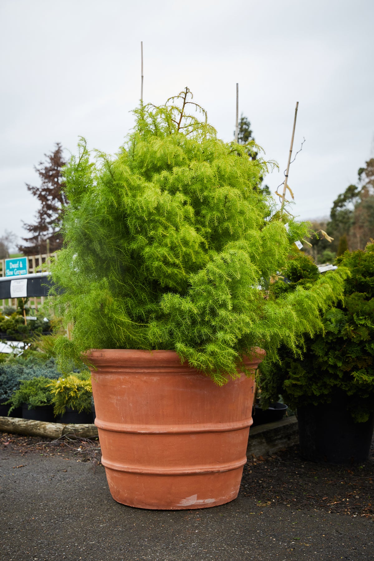 Terracini Terracotta Florentine Pot with Plant