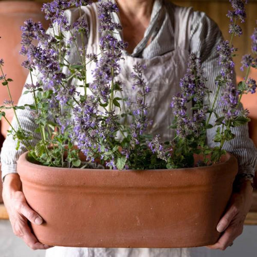 Terracotta Oval Trough