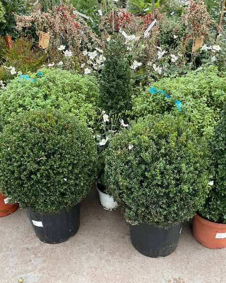 Yew Balls and Ilex Crenata Pyramids