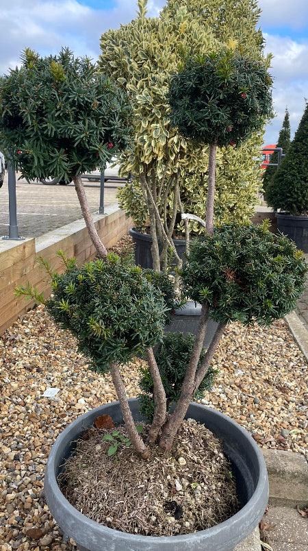 Yew Pom Pom Tree