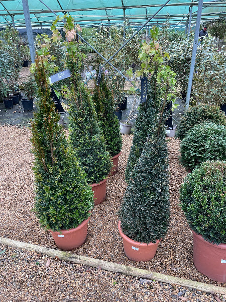 Small Yew Pyramid
