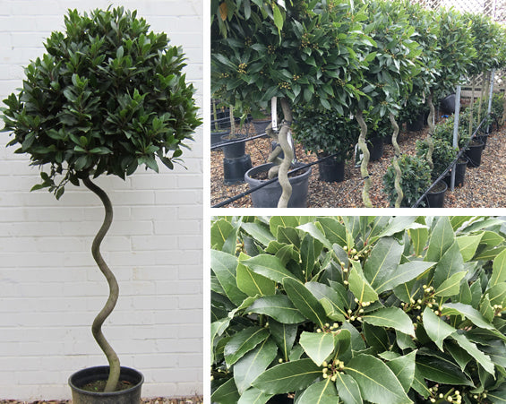 Curly stem bay tree