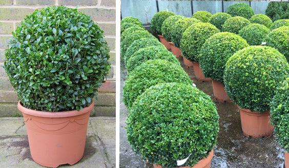 buxus box ball