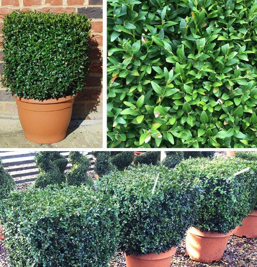Buxus box cube