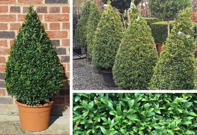 Triangle Box plant buxus