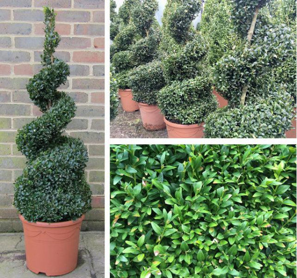 Spiral buxus box plant