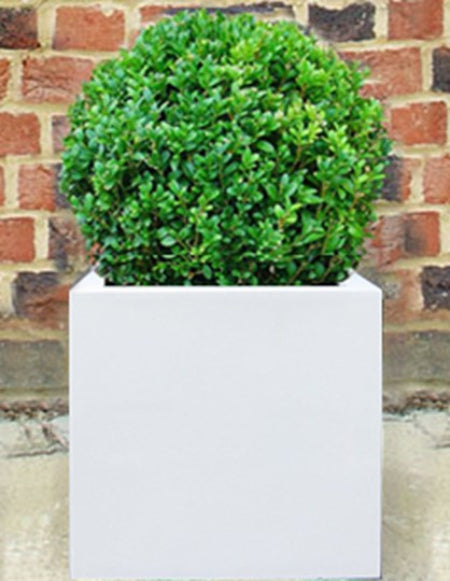 Box Ball in white polystone cube