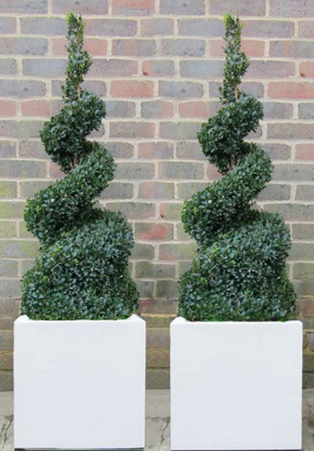 Box Spirals in white polystone cubes