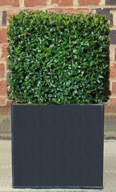 Box Cube in Black planter