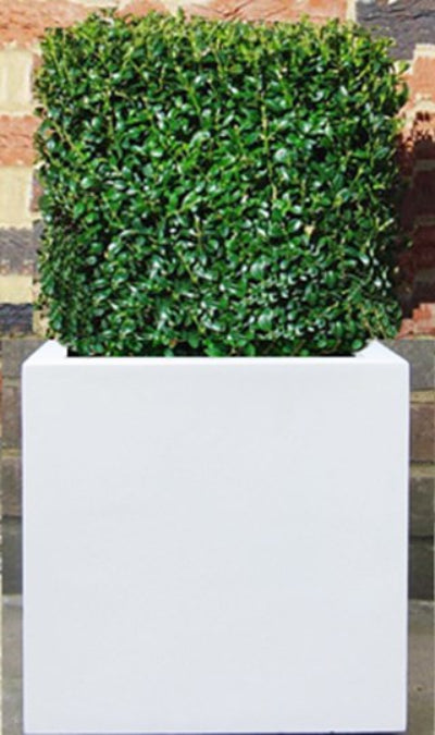 Box Cube in White polystone cube