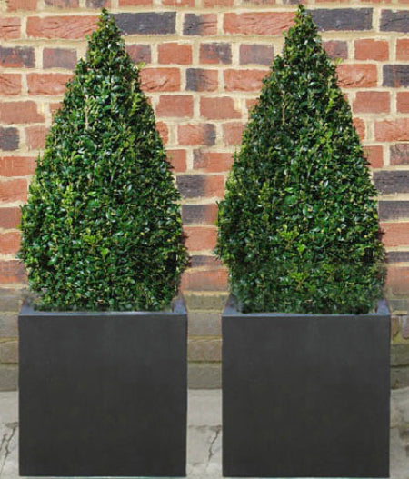 Box Pyramid in Black Fibrestone Box Planter
