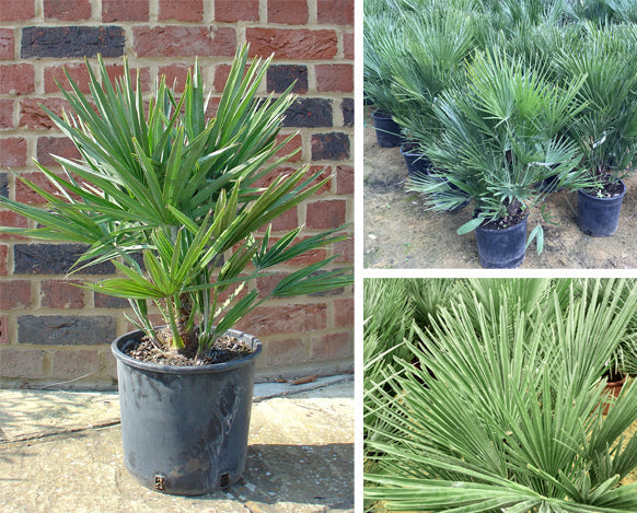 Palm Tree Chamaerops