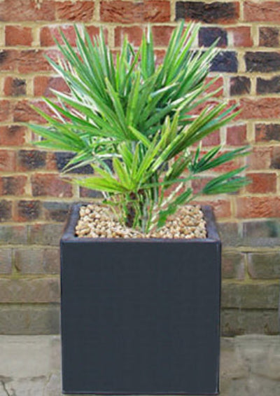 Palm in Black Cube Planter
