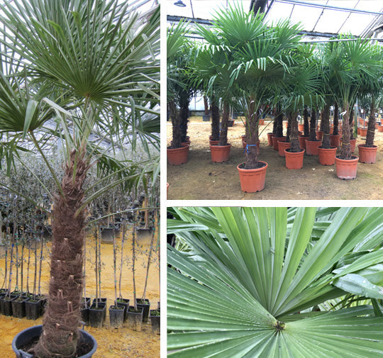 hairy palm plant Chusan Palm (large trunk)