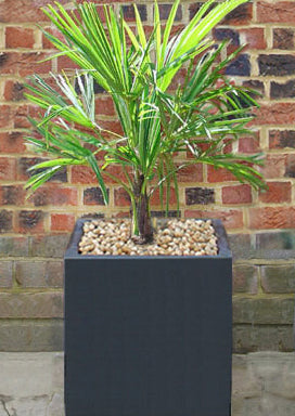 Palm in Black Cube Planter