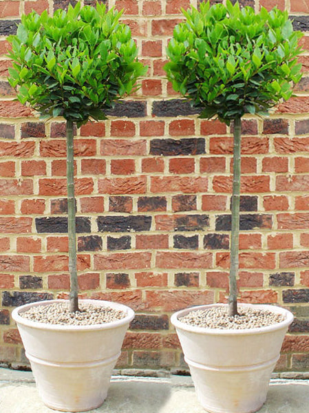 Bay trees in Cretan Terracotta Pots