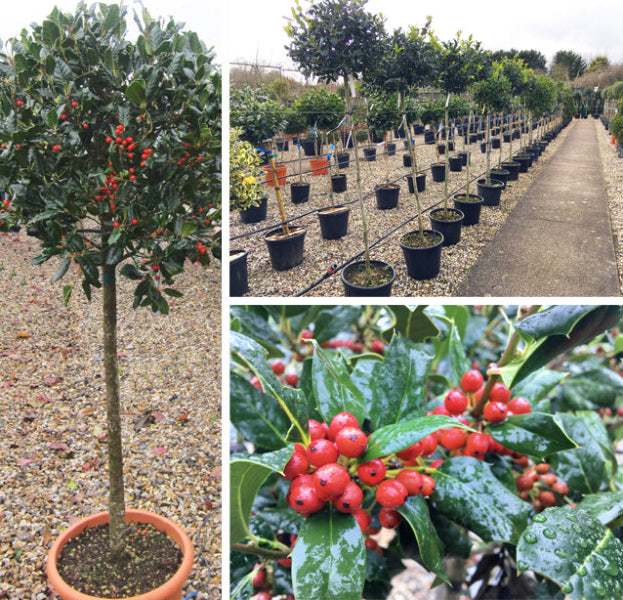 Nellie R Stevens Holly Plant – 2.5” Pot, 6-12” Tall, Evergreen, USDA Zones 6-9