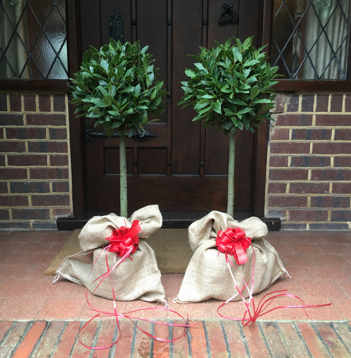 Gift-Wrapped Bay Trees