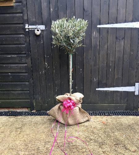 Olive Tree Gift Wrapped birthday christmas