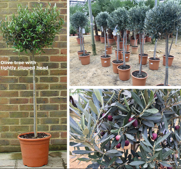 Olive Tree composite