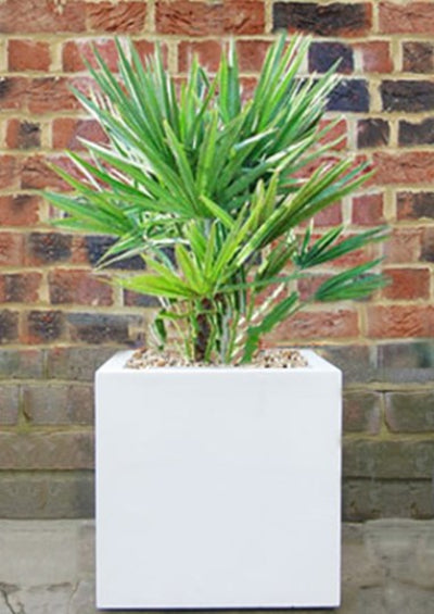 Palm in white polystone cube