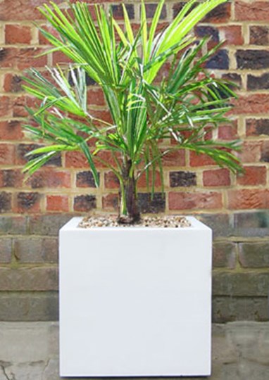 Chusan Palm in white Polystone planter