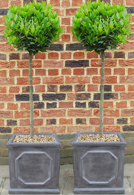 Bay Trees in Faux Lead Planters
