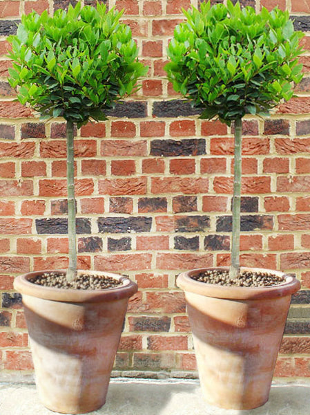 Bay Trees in Italian Terracotta Pot