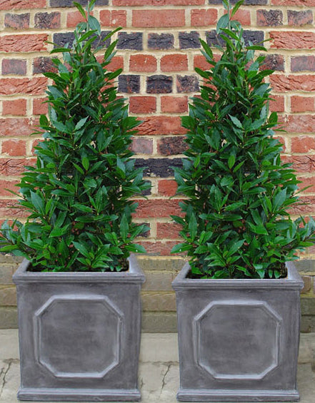 Triangle Bay Trees in Faux Lead Planters